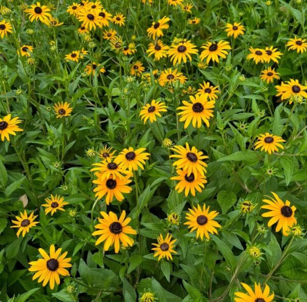 Black Eyed Susan Flower Seeds