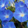 Blue Star Morning Glory Flower Seeds