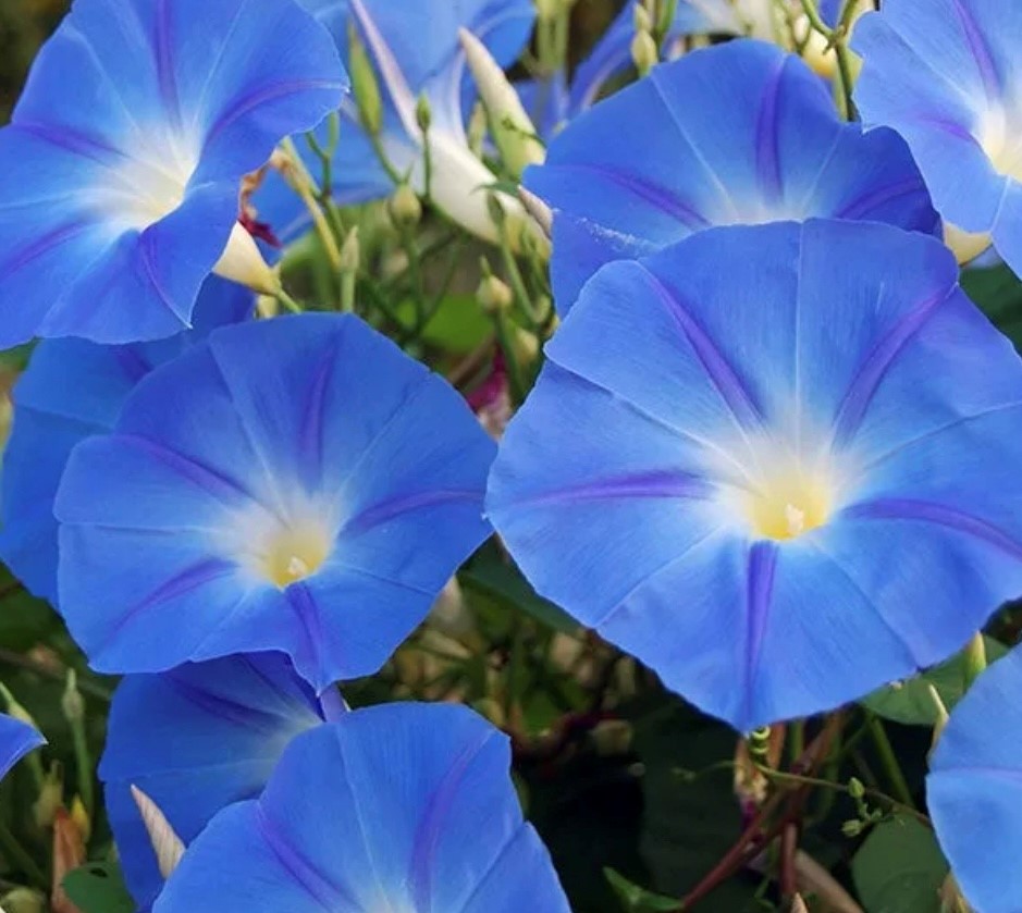 Blue Star Morning Glory Flower Seeds