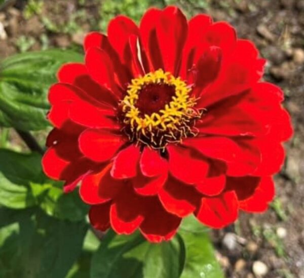 Cherry Queen Zinnia | Flower Seeds