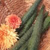 China Jade Cucumber Seeds | Heirloom