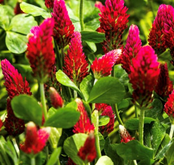 Crimson Clover Seeds