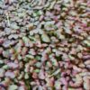 Crimson Tide Mustard Seeds
