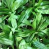 Culantro Seeds | Heirloom