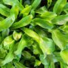Culantro Seeds | Heirloom