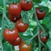 Garnet Tomato Seeds