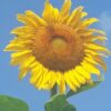 Mammoth Grey Stripe Sunflower Seeds - Image 3
