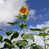 Mammoth Grey Stripe Sunflower Seeds - Image 2