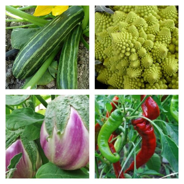 Italian Veggie Collection | Seeds