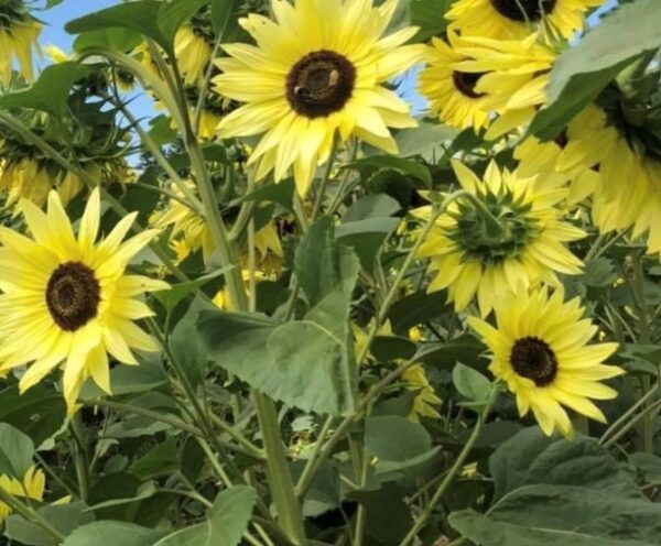 Lemon Queen Sunflower Seeds