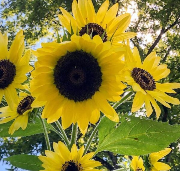 Lemon Queen Sunflower Seeds