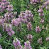 Lemon Mint Seeds | Heirloom
