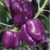 Sweet Pepper Collection | Seeds - Image 6