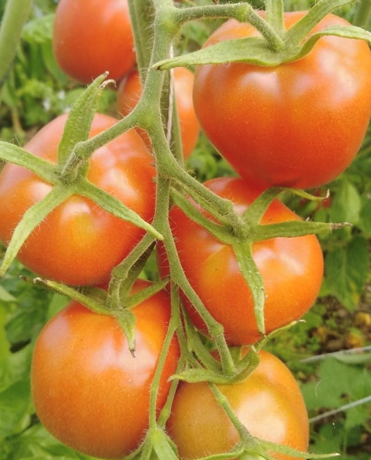 Quadro Paste Tomato Seeds