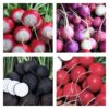 Rainbow Radish Collection | Seeds