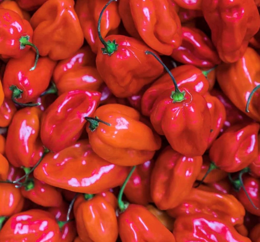 Red Scotch Bonnet Pepper Seeds | Hot