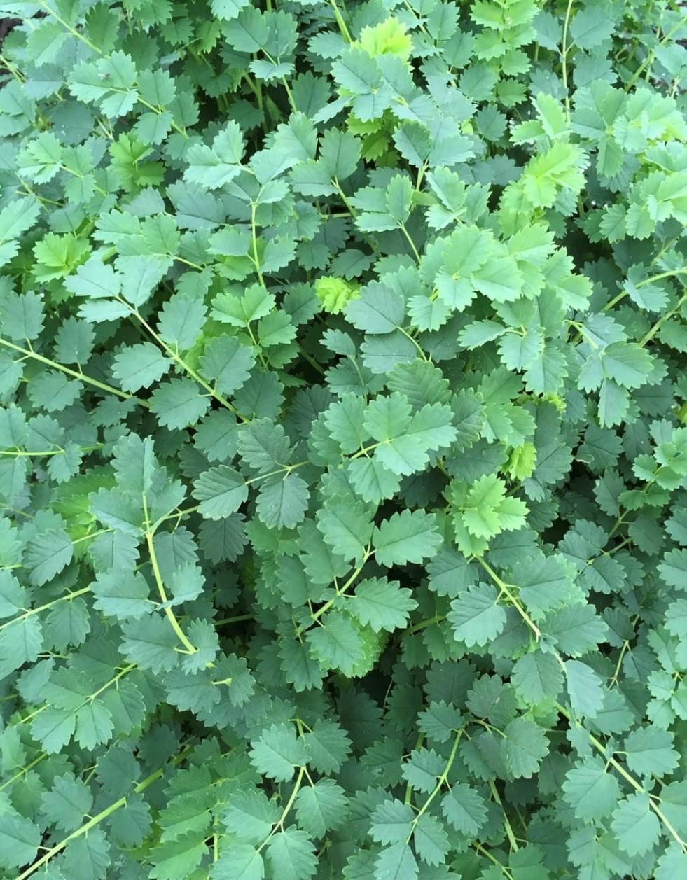 Salad Burnet Seeds | Herb