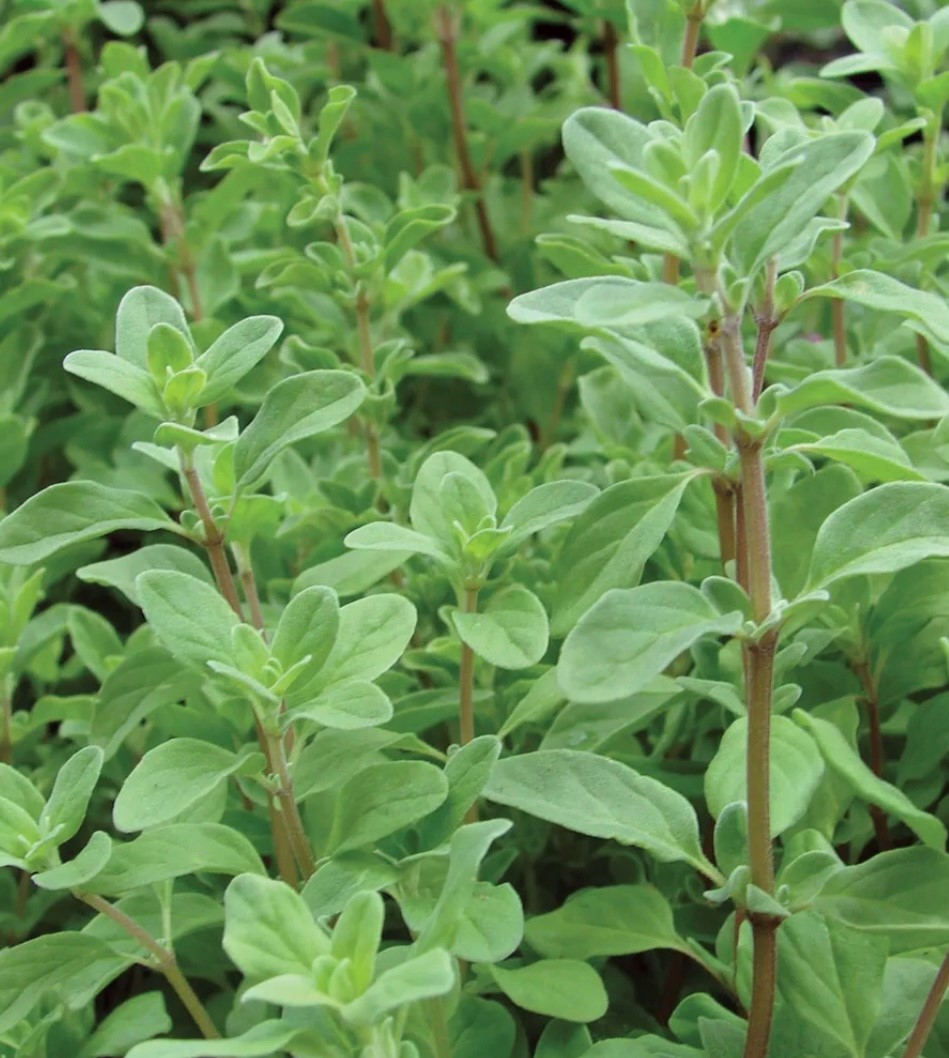 Sweet Marjoram Seeds | Herb