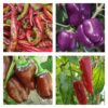 Sweet Pepper Collection | Seeds