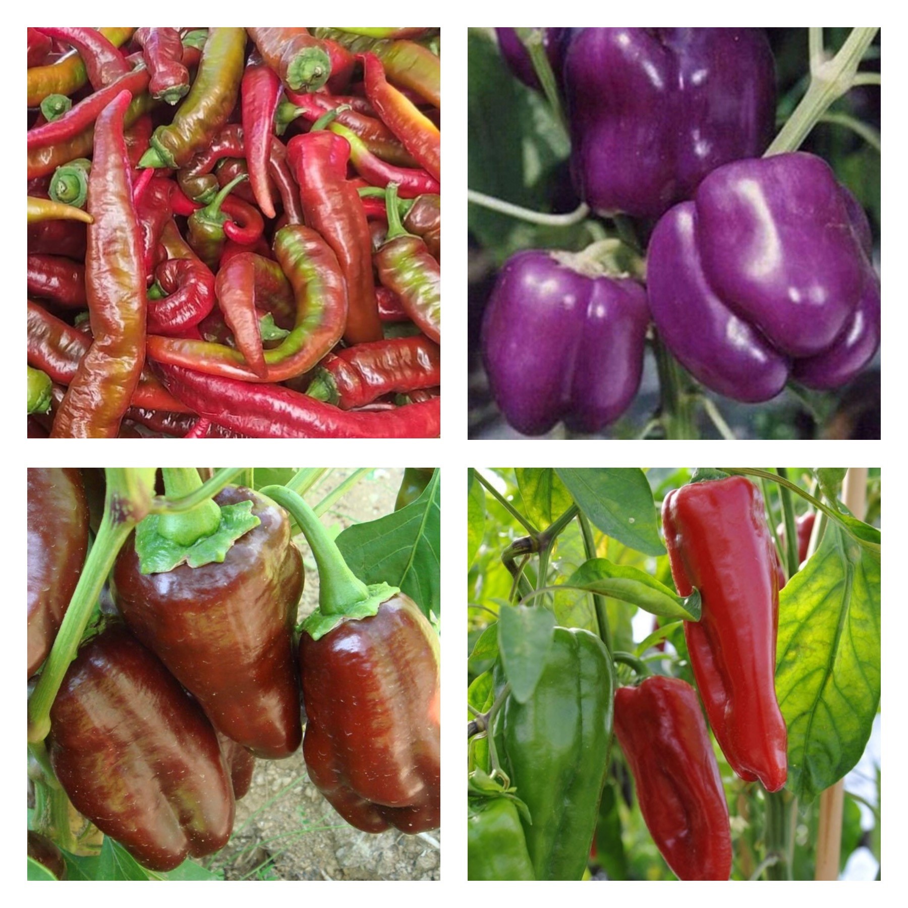 Sweet Pepper Collection | Seeds