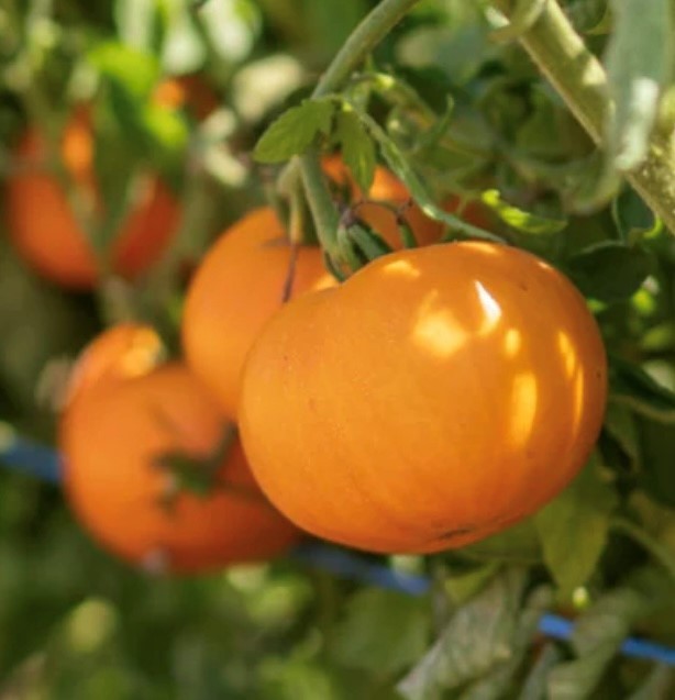 Sweet Tangerine Tomato Seeds | Heirloom