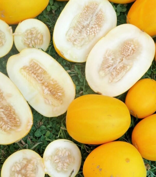 Mango Melon (Vine Peach) Seeds | Heirloom