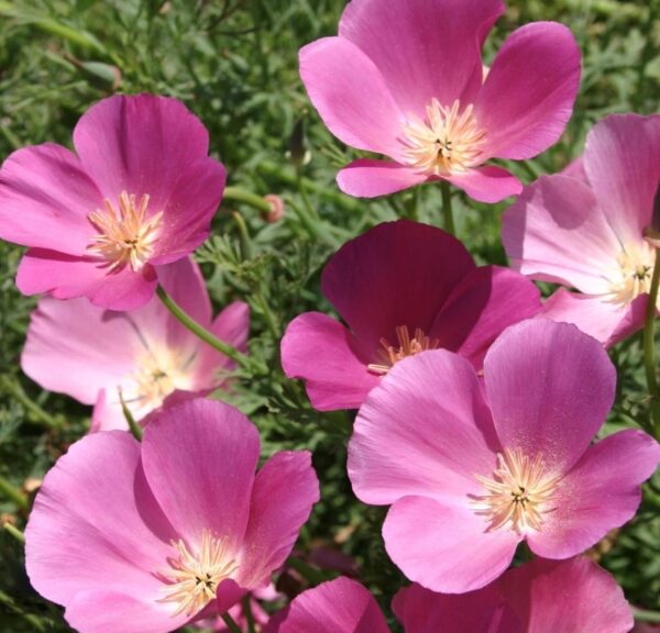 Purple Gleam California Poppy Seeds