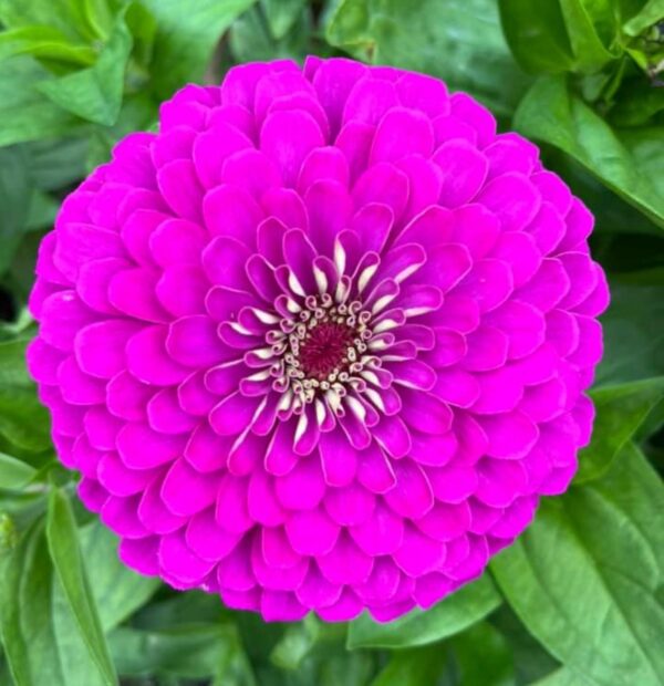 Purple Prince Zinnia Flower Seeds