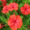 Red Four O'Clock Flower Seeds