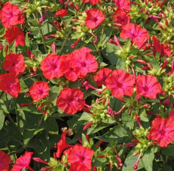 Red Four O'Clock Flower Seeds