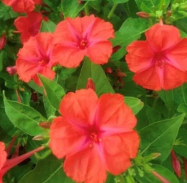 Red Four O'Clock Flower Seeds