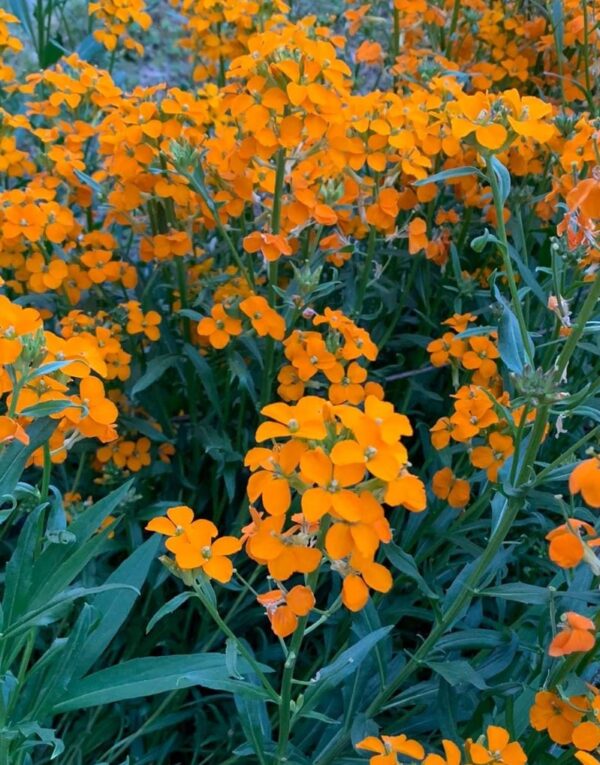 Siberian Wallflower Seeds