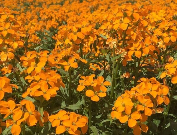 Siberian Wallflower Seeds