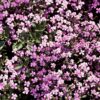 Soapwort Flower Seeds