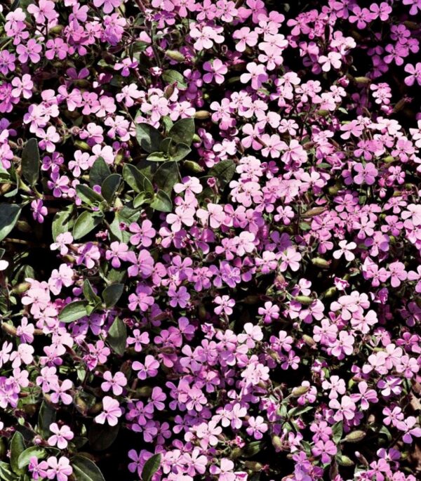 Soapwort Flower Seeds