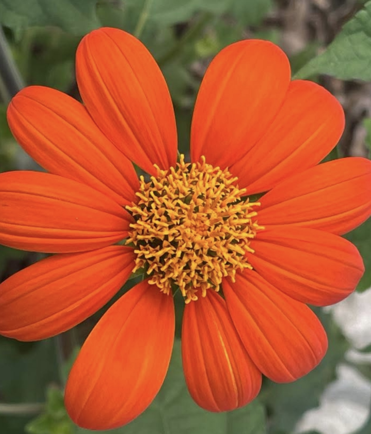 Mexican Sunflower Seeds