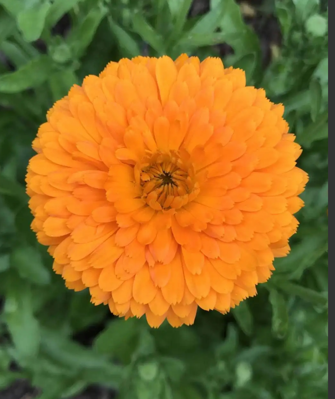 Ball's Orange Calendula Seeds