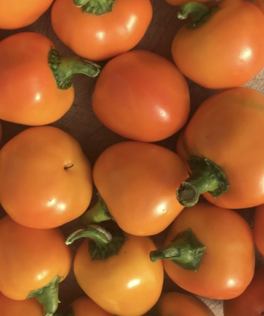 Carrot Bomb (Hot) Pepper Seeds
