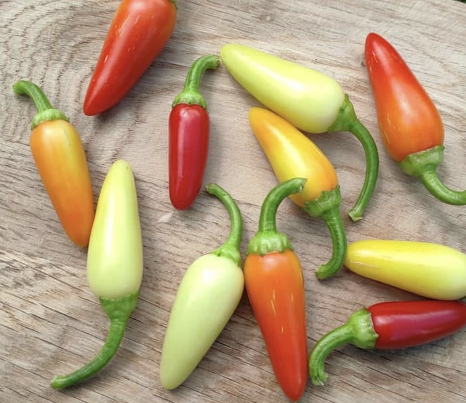 Cascabella (Hot) Pepper Seeds
