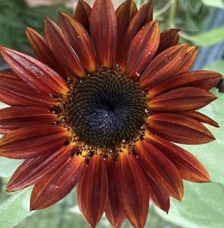 Chocolate Cherry Sunflower Seeds
