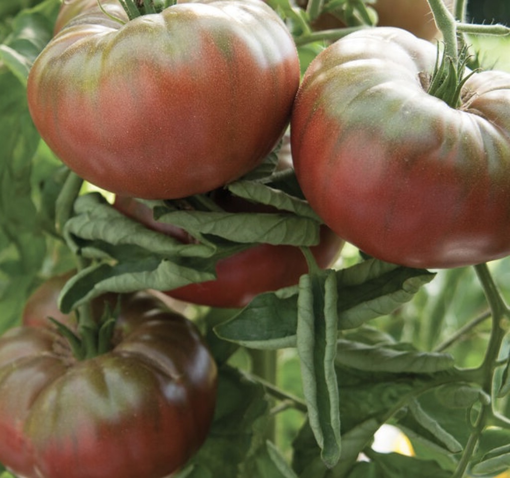 Dwarf Boronia Tomato Seeds