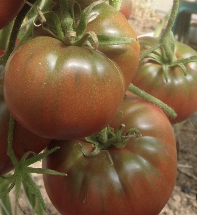 Dwarf Chocolate Champion Tomato