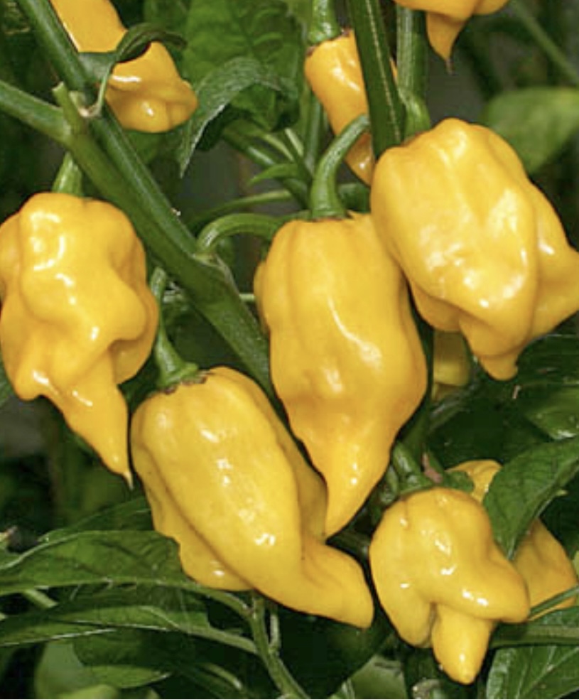 Lemon Habanero (Hot) Pepper Seeds