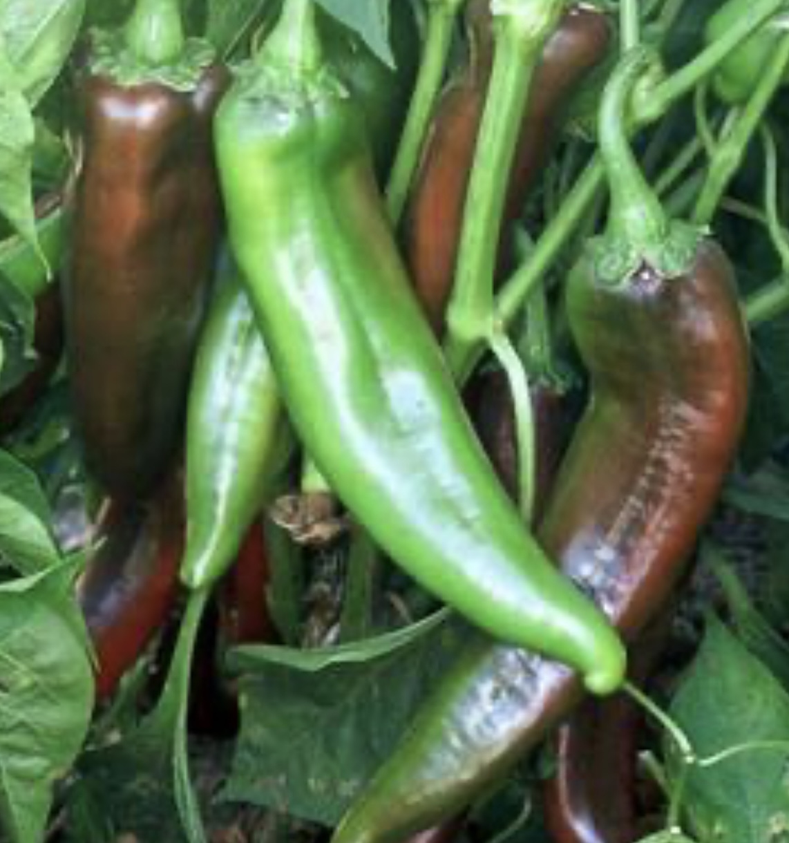 Numex Sandia (Hot) Pepper Seeds