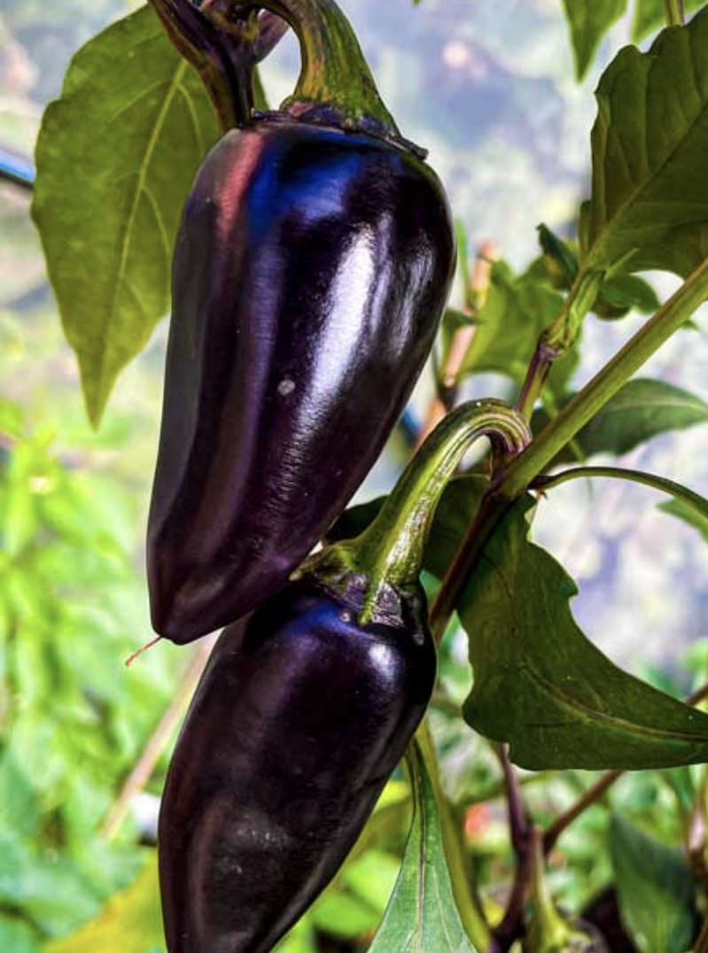 Purple Jalapeno Pepper Seeds