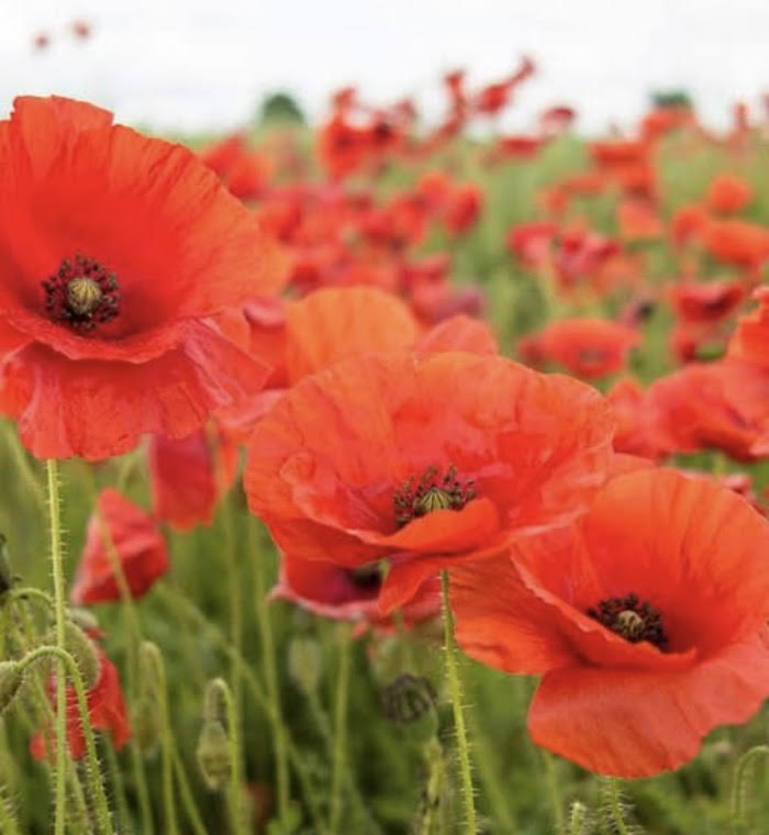 Red Poppy Seeds | Heirloom