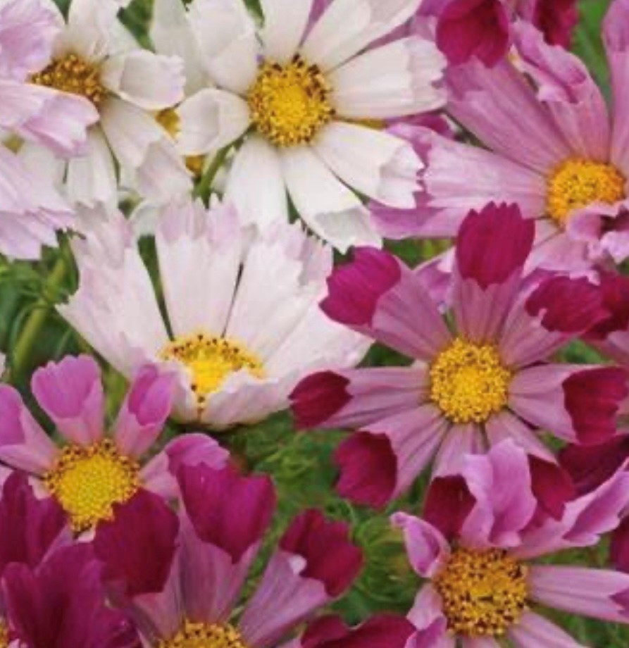 Sea Shells Cosmos Seeds