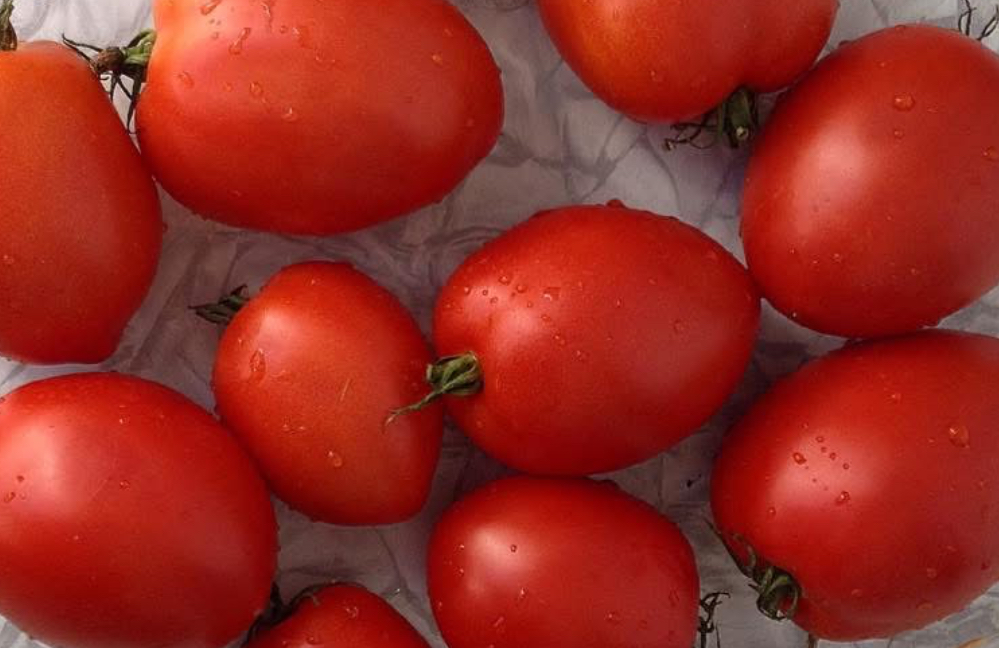 Dwarf Sneaky Sauce Tomato Seeds