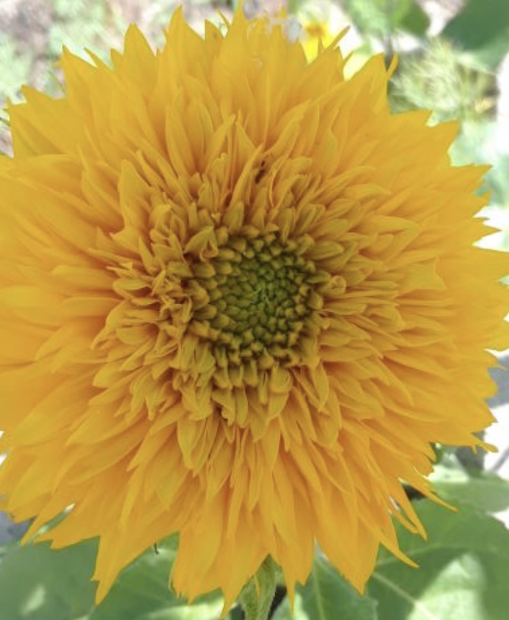 Teddy Bear Sunflower Seeds