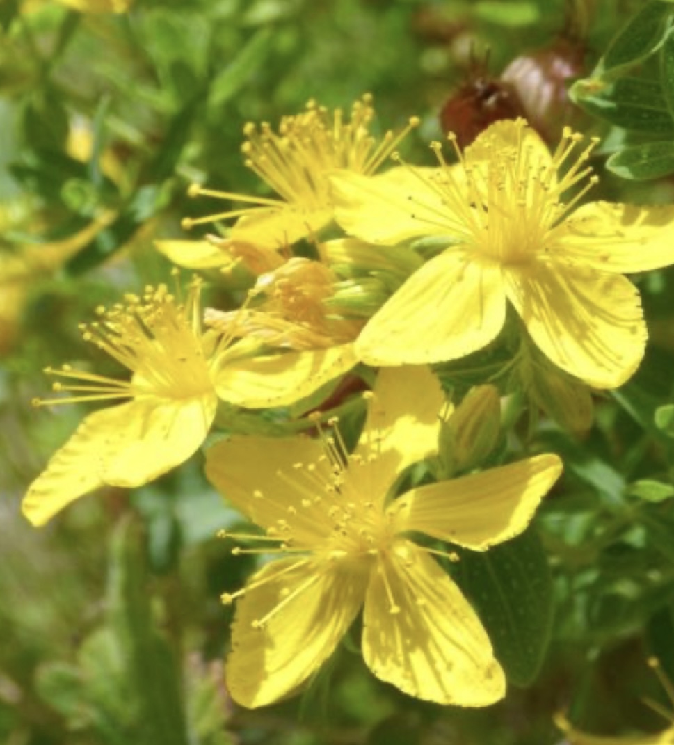 St. John's Wort Seeds | Heirloom | Organic